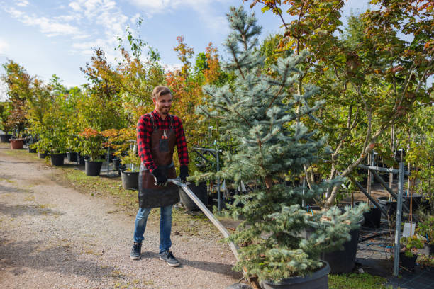 The Steps Involved in Our Tree Care Process in Haymarket, VA